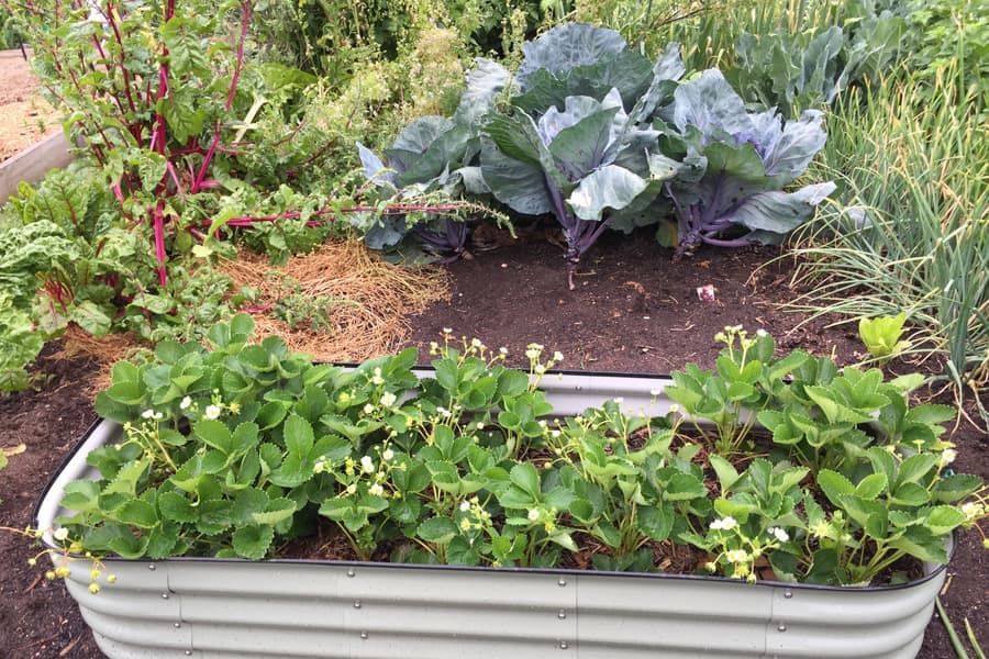 A raised metal garden bed planted with cabbages and strawberries